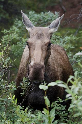133 Denali NP, Eland.jpg